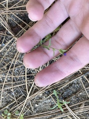 Allophyllum gilioides