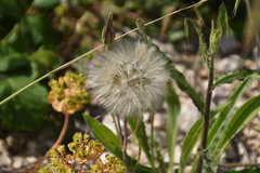 Crepis rubra