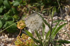 Crepis rubra