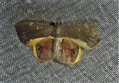Opisthoxia