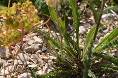 Crepis rubra