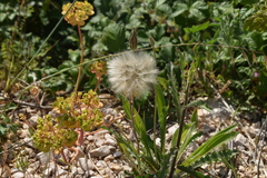 Crepis rubra