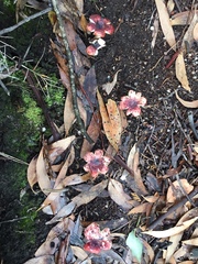 Russula persanguinea