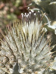 Cirsium rhothophilum
