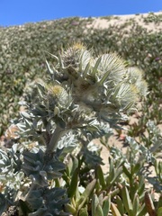Cirsium rhothophilum