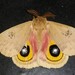 Louisiana Eyed Silkmoth - Photo (c) Aaron Reed, some rights reserved (CC BY-NC), uploaded by Aaron Reed