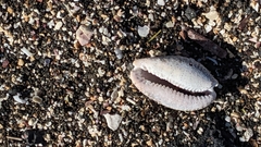 Pseudozonaria nigropunctata