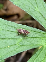 Myopa clausa