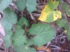 Calystegia macrostegia amplissima