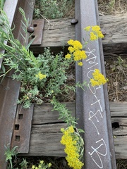 Odontarrhena muralis