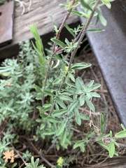 Odontarrhena muralis