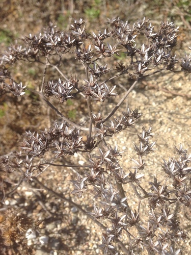 Dudleya virens