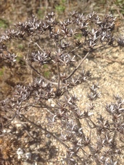 Dudleya virens insularis