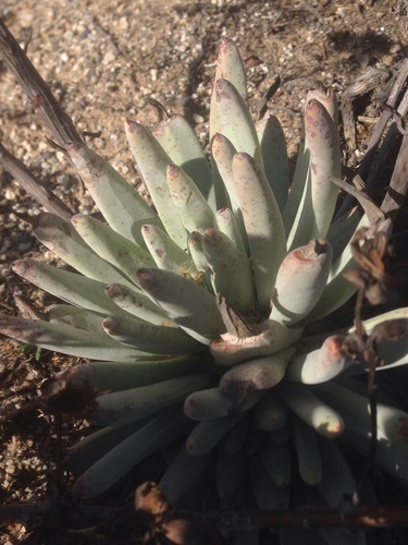 Dudleya virens