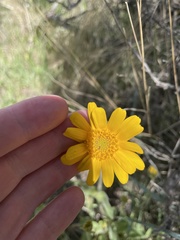 Arnica fulgens