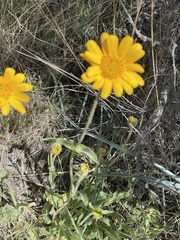 Arnica fulgens