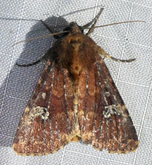 Sideridis congermana