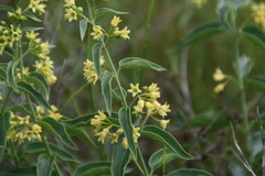 Vincetoxicum hirundinaria adriaticum