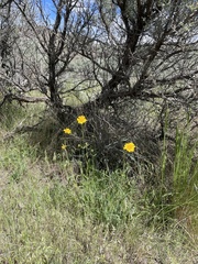 Arnica fulgens