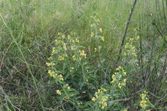 Vincetoxicum hirundinaria adriaticum