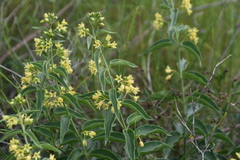 Vincetoxicum hirundinaria adriaticum