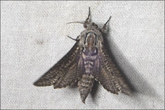 Endoxyla amphiplecta