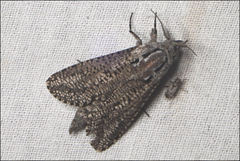 Endoxyla amphiplecta