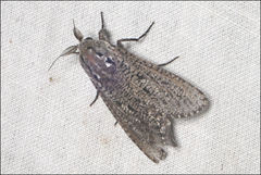 Endoxyla amphiplecta