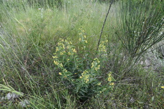 Vincetoxicum hirundinaria adriaticum