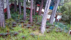 Tillandsia pastensis