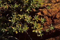 Eriogonum tripodum