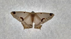 Sericoptera