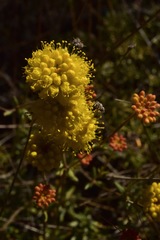 Eriogonum tripodum