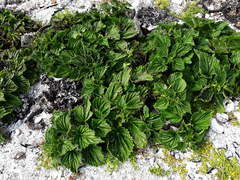 Urtica australis