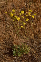 Eriogonum tripodum
