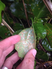 Puccinia coprosmae