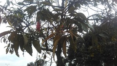 Citharexylum subflavescens