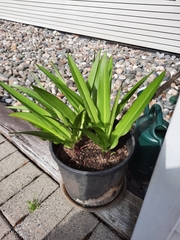 Eucomis amaryllidifolia