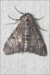 Rhuma thiobapta
