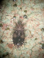 Stephanitis pyrioides