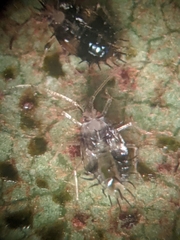 Stephanitis pyrioides