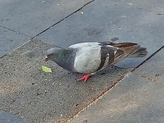 Columba livia