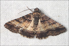 Cryphaea xylina