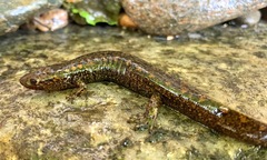 Desmognathus marmoratus