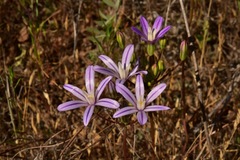 Brodiaea minor