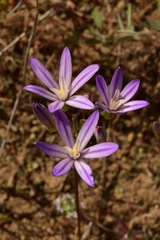 Brodiaea minor