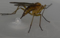 Empis stercorea