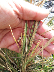 Puccinellia chathamica
