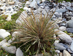 Puccinellia chathamica