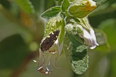 Acmaeodera prorsa
